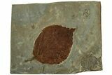 Fossil Leaf (Beringiaphyllum) - Montana #215532-1